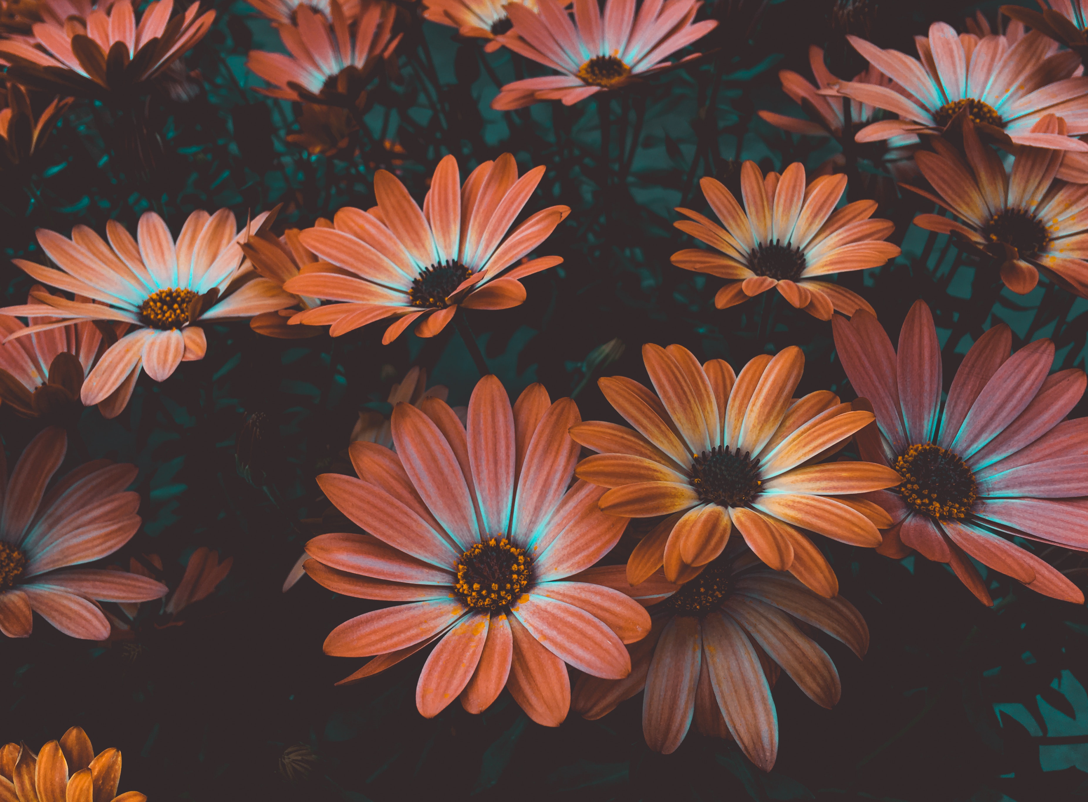 a picture of flowers. for the 8 phases of emdr therapy blog in co and fl