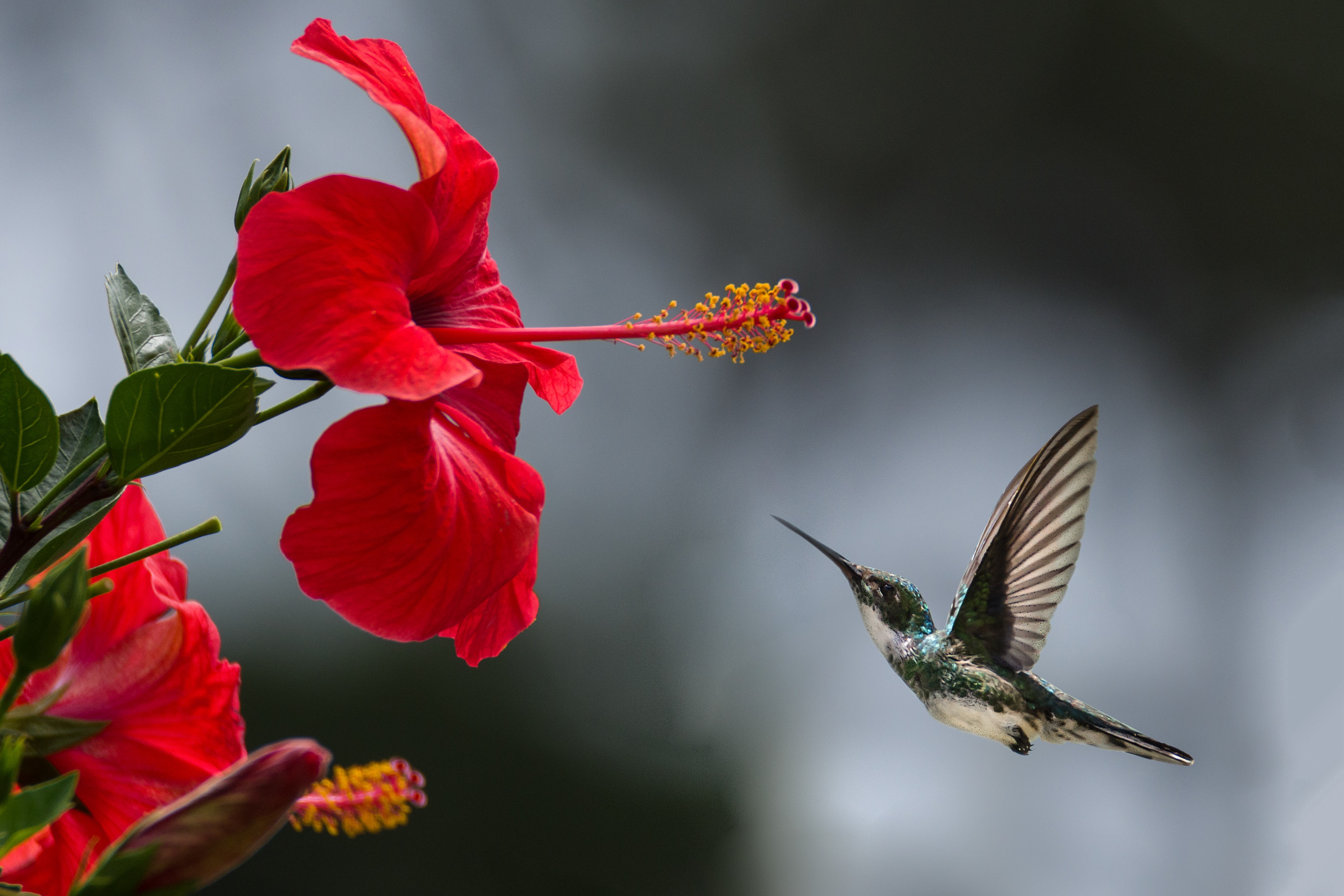 picture of humming bird flying to flower for the 8 phases of emdr therapy blog in co and fl
